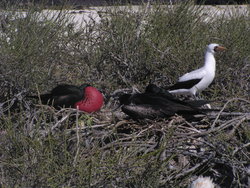 birds of Galapagos