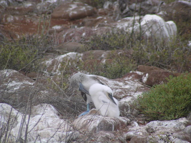 Birds sitting on rock - free image