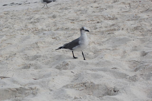 black billed sea gull - free image