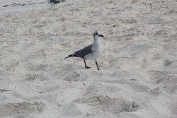 black billed sea gull