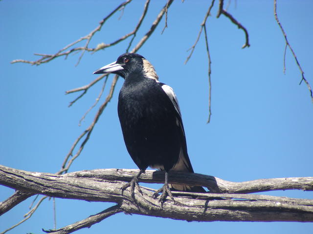 black bird - free image