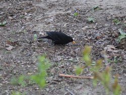 black bird with yellow bick