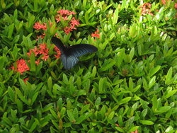 black butterfly on flower