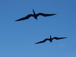 black frigatebirds