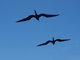 black frigatebirds