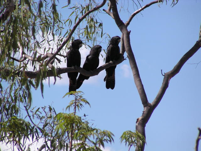 black parrot - free image