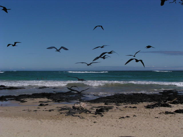Black sea gulls - free image