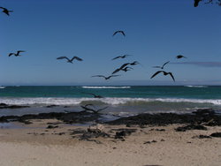 Black sea gulls