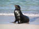 black sea lion