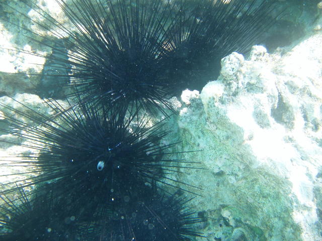 Black Sea urchin - free image