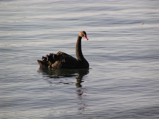 black swan - free image
