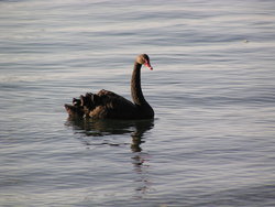 black swan