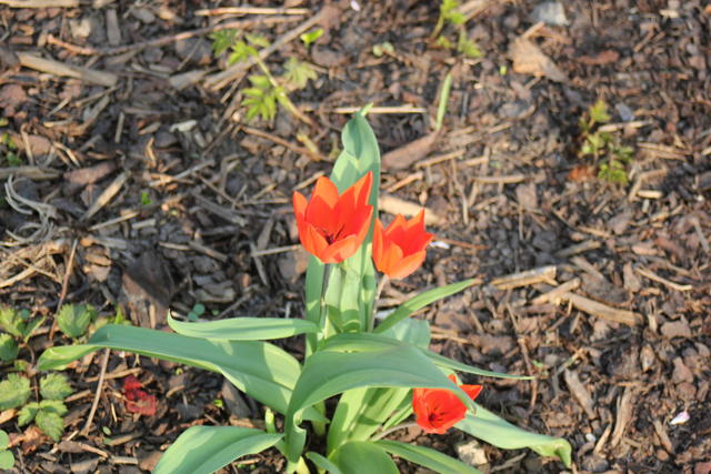 blood red bloom - free image