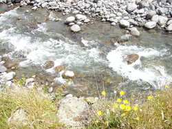 blooms by the stream