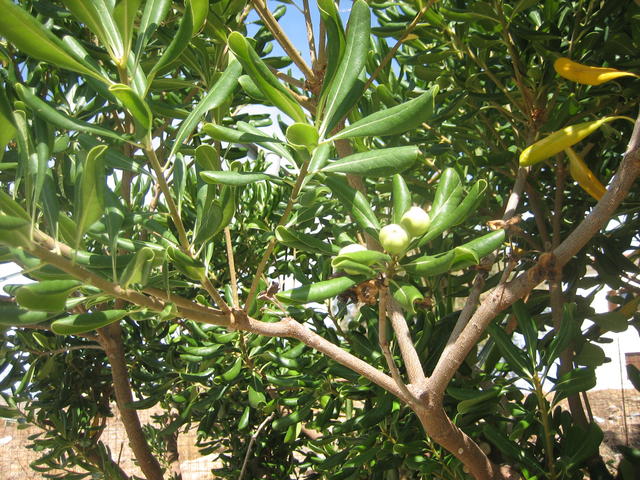 blooms in the tree - free image