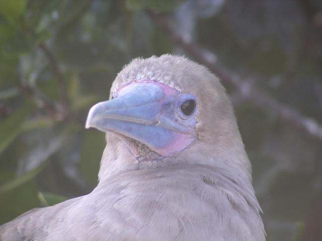blue beaked bird - free image