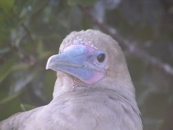 blue beaked bird