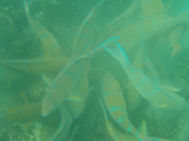 Blue-Chin Parrotfish - free image