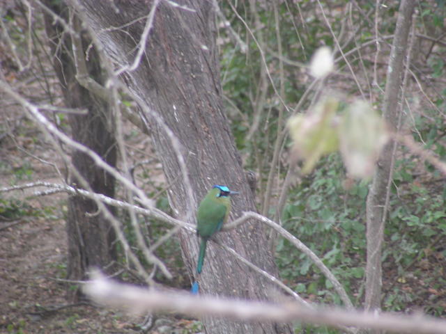 blue crowned motmot - free image