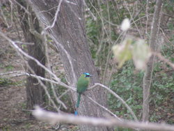 blue crowned motmot