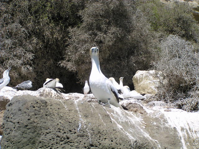 blue foote booby - free image