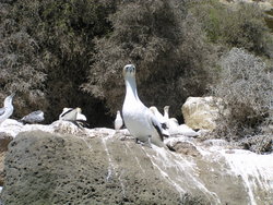 blue foote booby