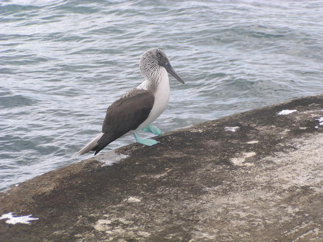 blue-footed bobby on a rock - free image