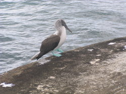 blue-footed bobby on a rock