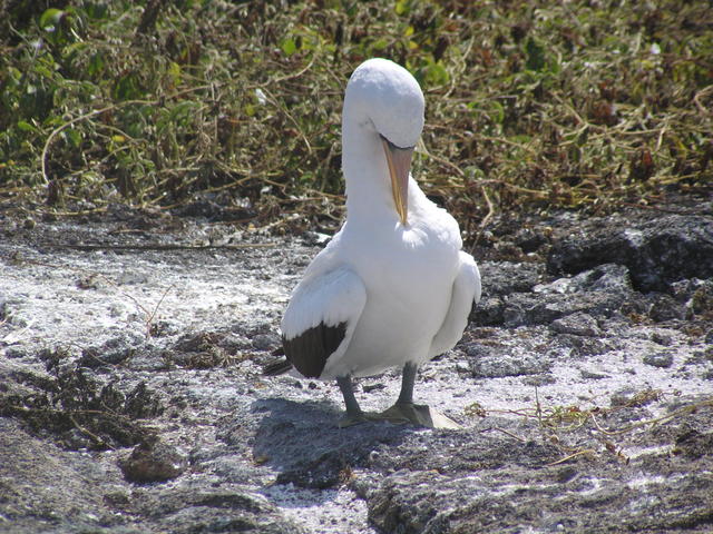 Blue footed boobie. - free image