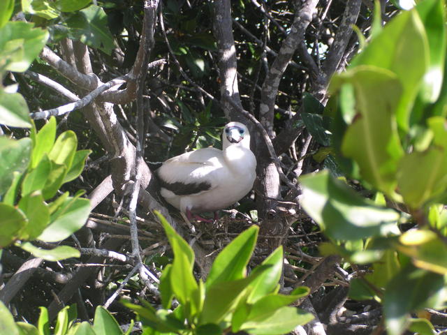 blue footed boobie - free image