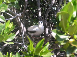 blue footed boobie