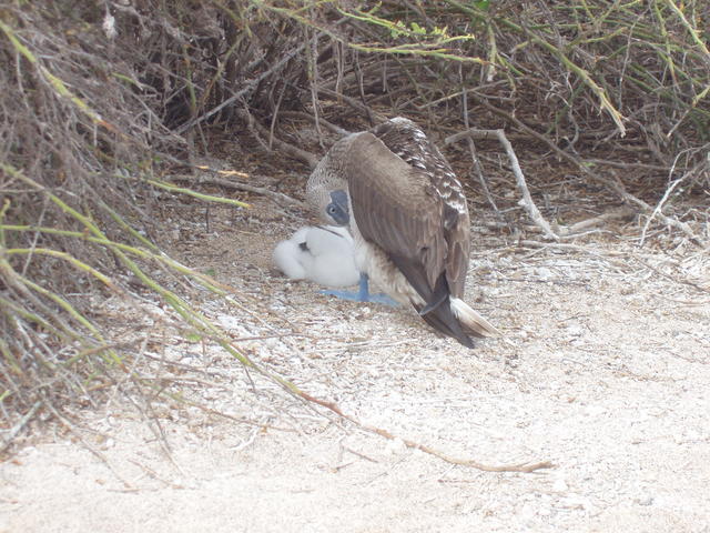 Blue-footed Boobie - free image