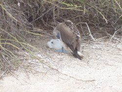 Blue-footed Boobie