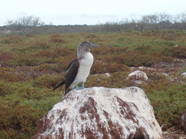 Blue-footed Boobie - free image