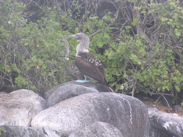 Blue-footed Boobie - free image