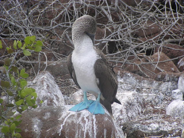Blue-footed Boobie - free photo Blue-footed Boobie - free image