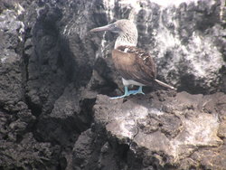 Blue footed boobie