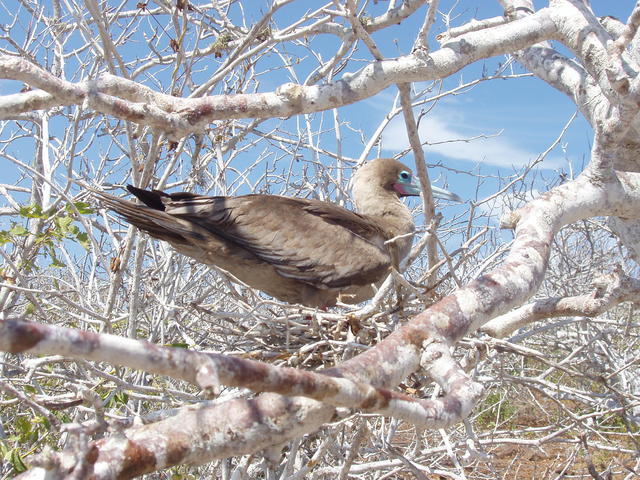 blue-footed boobie - free image