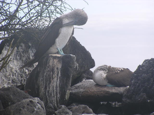 Blue-footed Boobie - free image