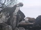 Blue-footed Boobie