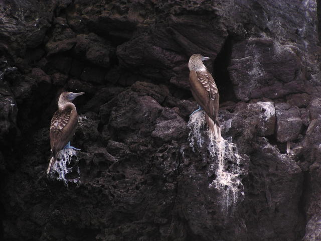 Blue-footed Boobie - free image