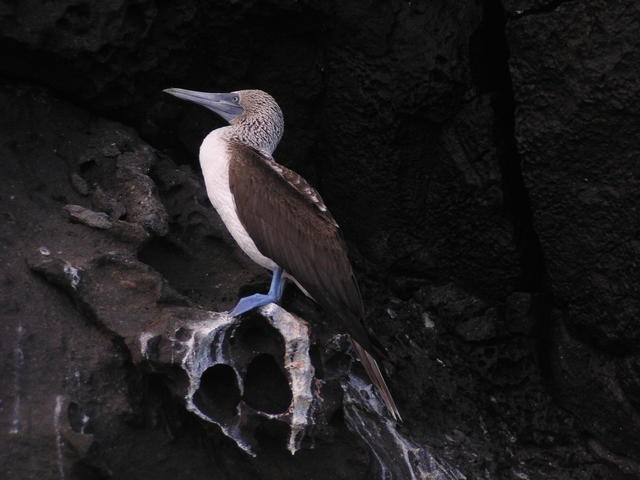 Blue-footed boobie - free image
