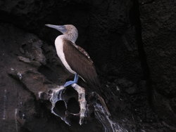 Blue-footed boobie