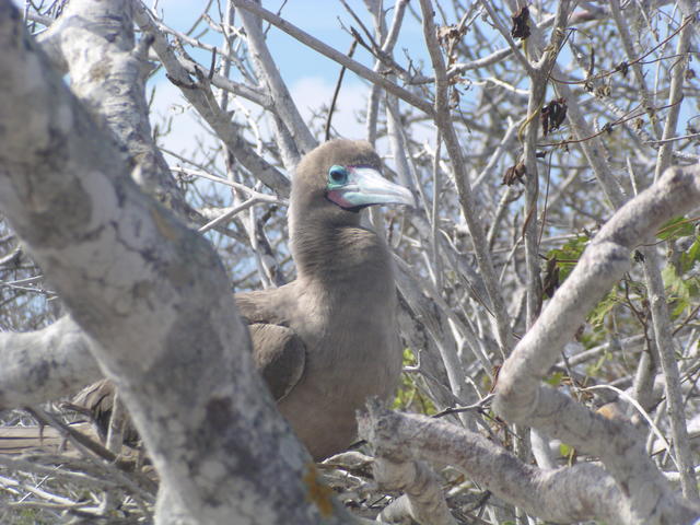 Blue-footed Boobie - free image