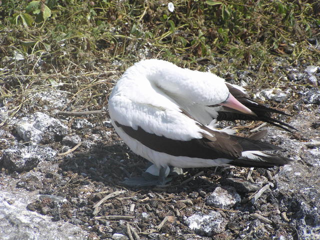 Blue footed boobie - free image