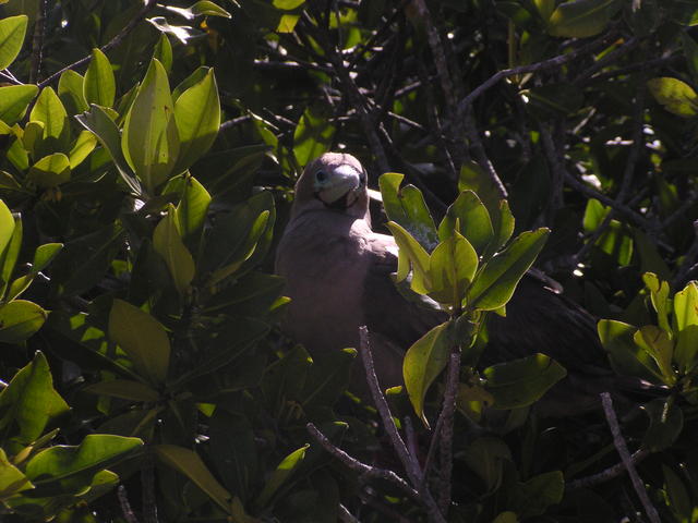 Blue footed boobie - free image