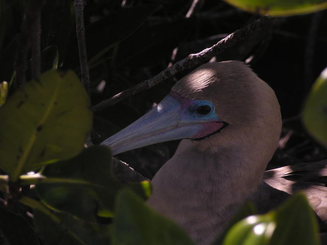 Blue-footed Boobie - free image