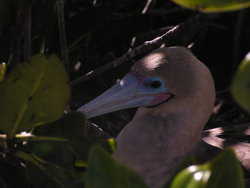 Blue-footed Boobie