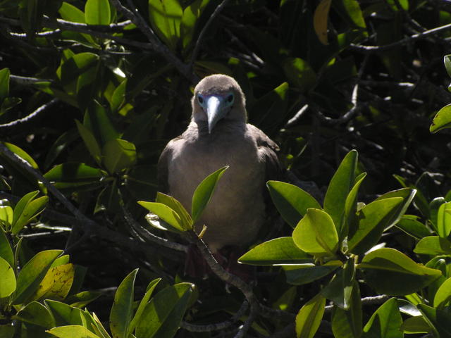 Blue-footed Boobie - free image