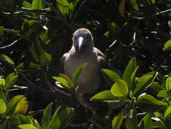 Blue-footed Boobie